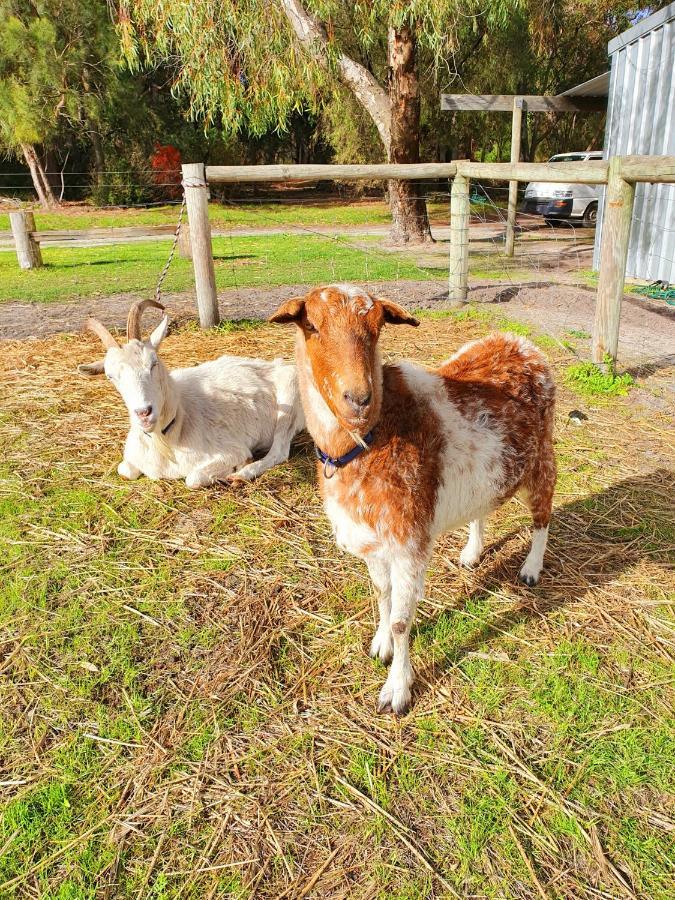 Kerriley Park Farmstay Yelverton Eksteriør billede