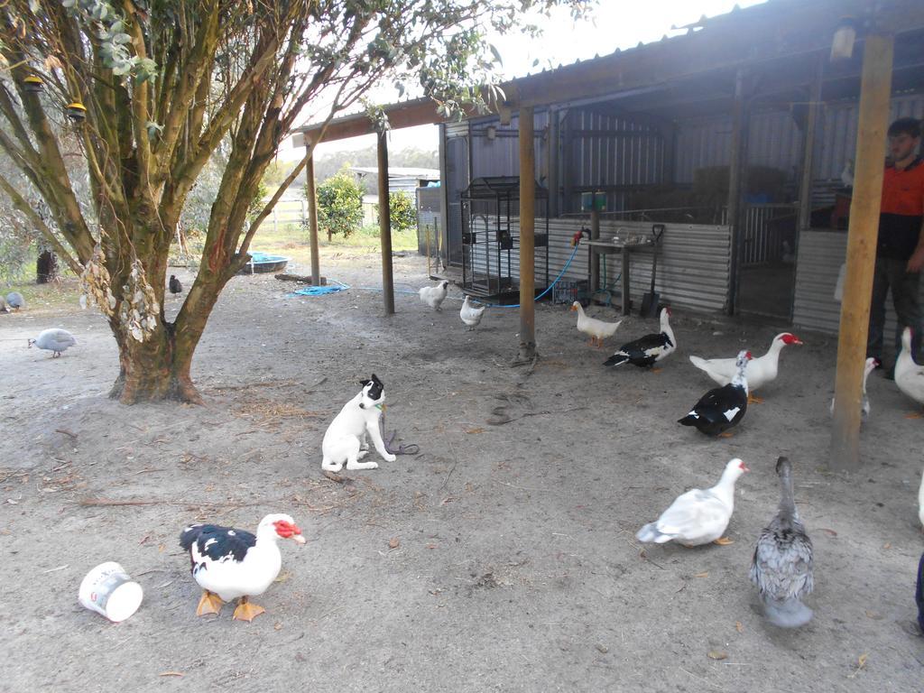 Kerriley Park Farmstay Yelverton Eksteriør billede